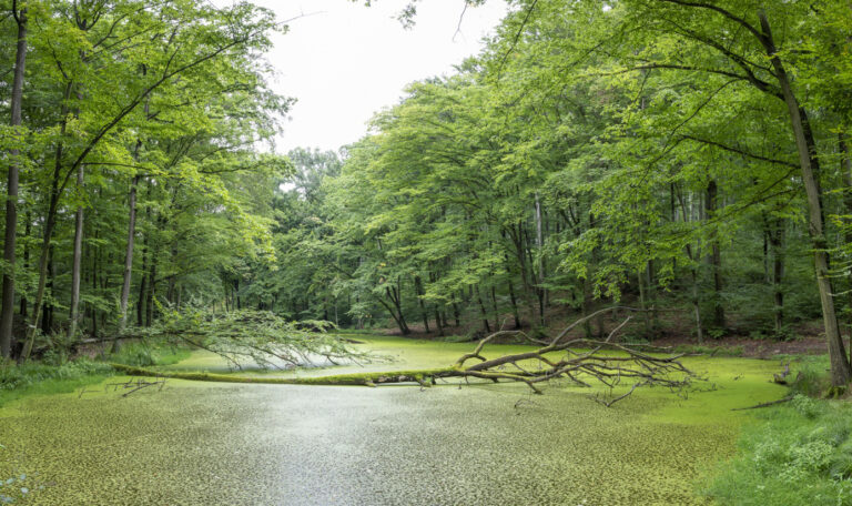 Erdészek és kutatók fognak össze a gyepi béka megmentésére