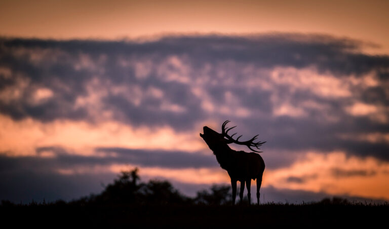 Szarvasbőgés-túrák a Pilisi Parkerdőben