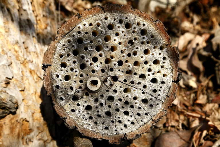 Február végéig érdemes elkészíteni és kihelyezni a méhecskehoteleket