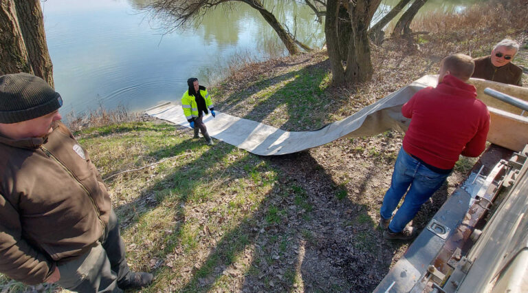 Hetven mázsa pontyot telepítettek a Dunába