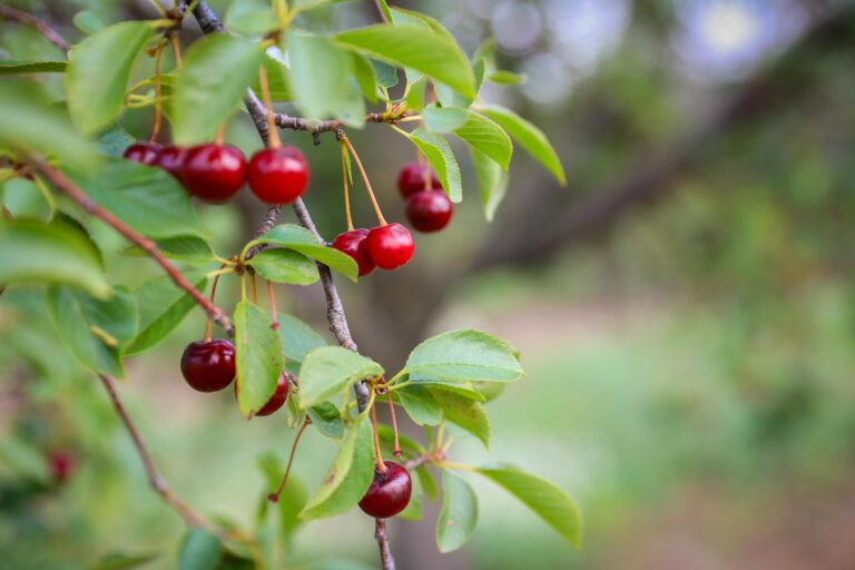 Berobbant a meggyszezon