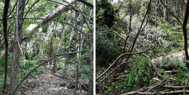 Viharkárok a Pilisi Parkerdőben: óvatosságra intik a turistákat!