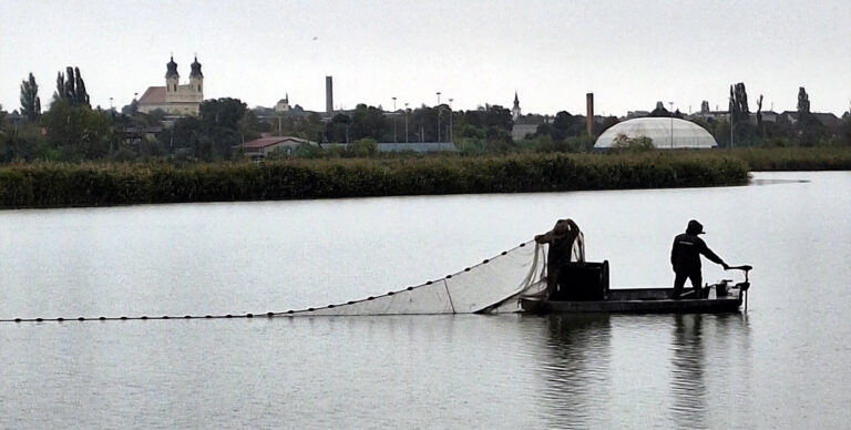 Harcsát és pontyot telepíttettek Esztergomnál és Neszmélynél