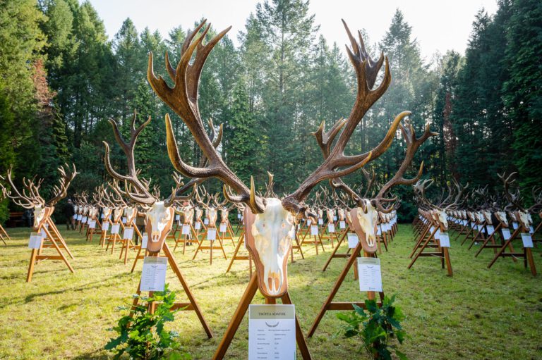 Trófeaszemlét tartottak a Pilisi Parkerdőben