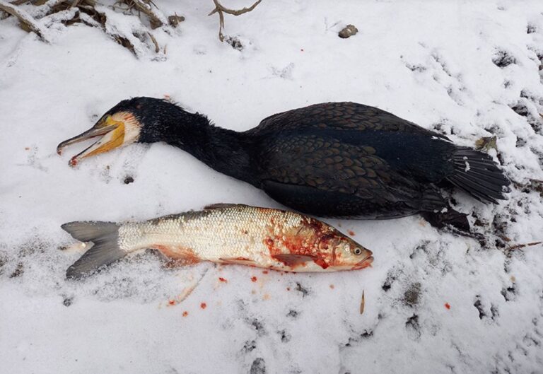 Gyérítik a kárókatonákat a Duna szakaszunkon
