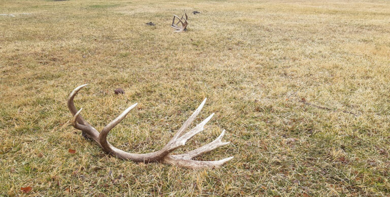 A lehullott agancs az erdei ökoszisztéma része, ne vigyük haza