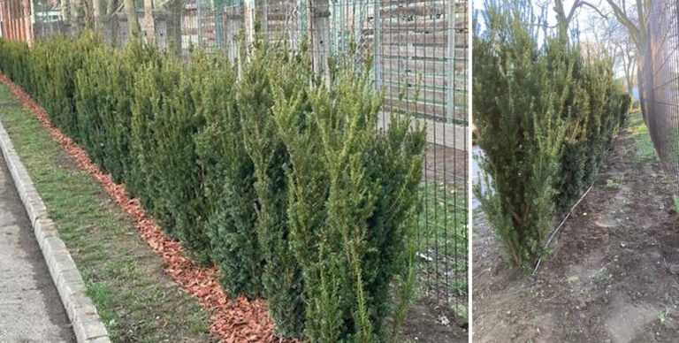 Tiszafákat ültettek Dorogon