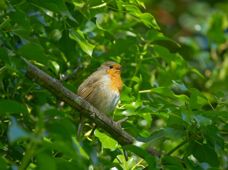 Május 10. a Madarak és Fák Napja
