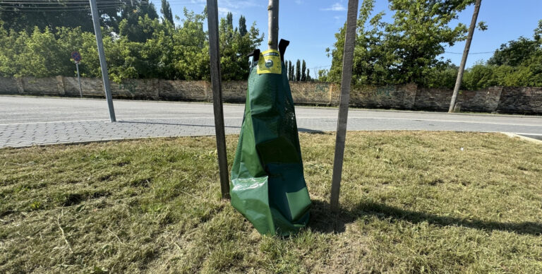 Öntözőzsákokat helyeznek ki a fiatal fákhoz Esztergomban