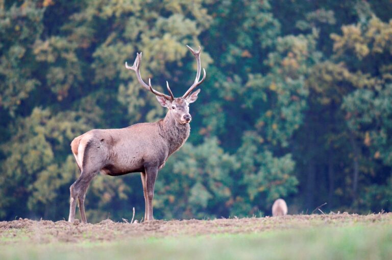Őszi kaland a Pilisi Parkerdőben: szarvasbőgés túrák hagyományos és új formában