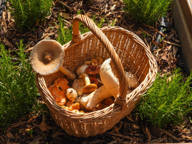 Változik a lakossági gombavizsgálat időpontja Esztergomban