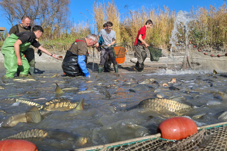 Saját nevelésű halait telepítette a Dunába a KEMHESZ
