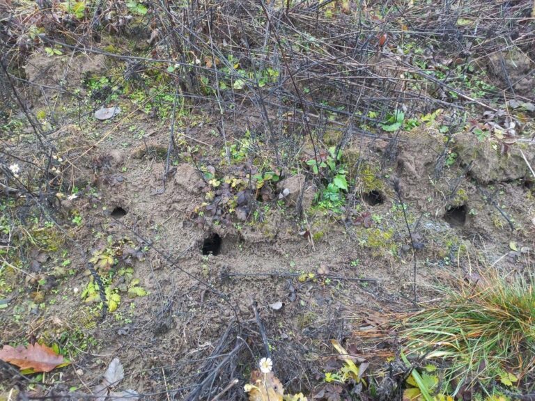 Ökológiai védekezés a mezei pocok ellen Pilismarótnál