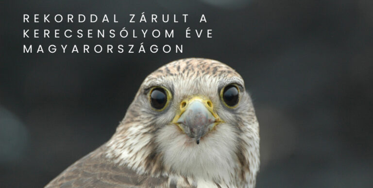 Rekorddal zárult a 2024-es kerecsensólyom év Magyarországon