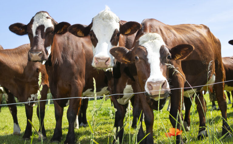 Állategészségügyi operatív törzset hoz létre a kormány