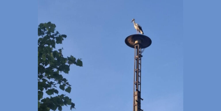 Gólyalázban égnek a sárisápiak