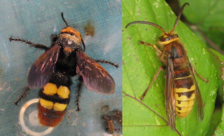 Figyelem: nem lódarazsak, hanem óriás tőrösdarazsak figyelhetők meg Dorogon