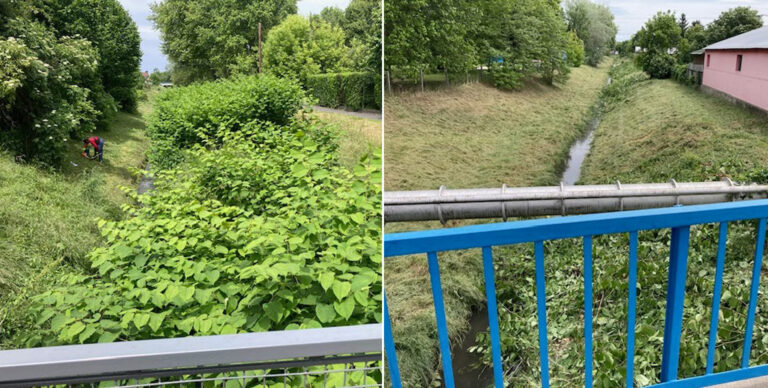 Növénymentesítették a Kenyérmezői-patak dorogi szakaszát