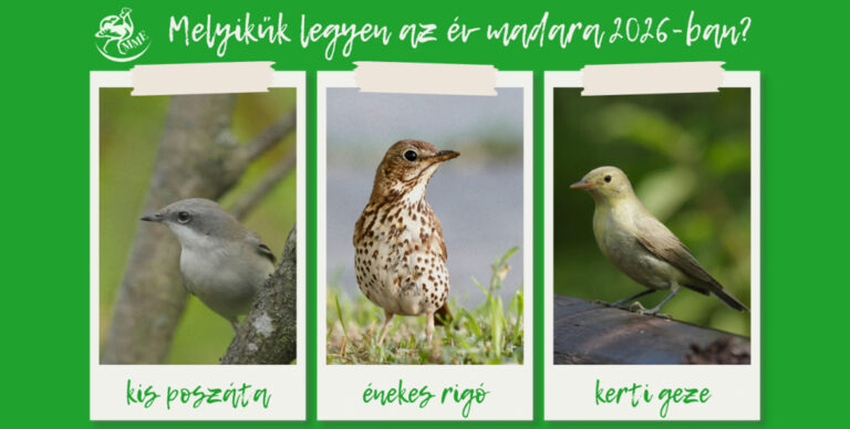 Idén is lehet szavazni az év madarára