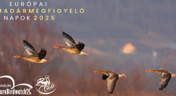 33. Európai Madármegfigyelő Napok