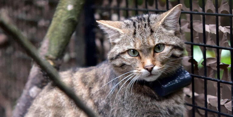 Előkerült Lukrécia, a nyomkövetős vadmacska