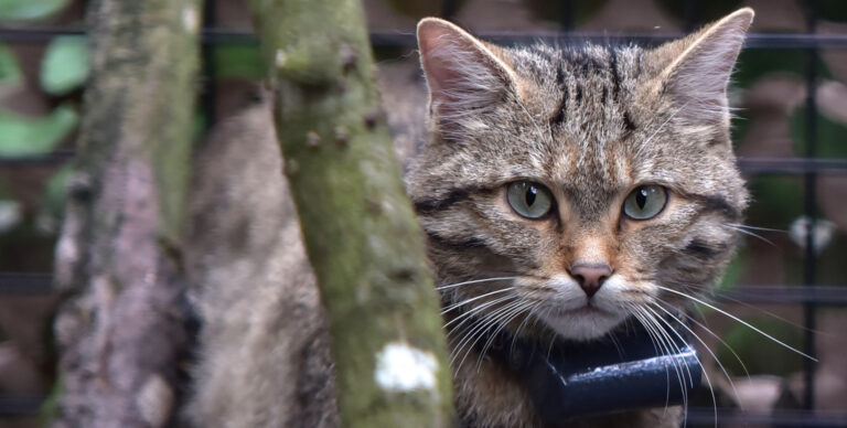 Eltűnt egy jeladóval ellátott vadmacska Kesztölc környékén – a lakosság segítségét kérik