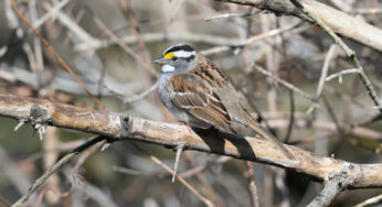 Közel hárommillió madarat figyeltek meg