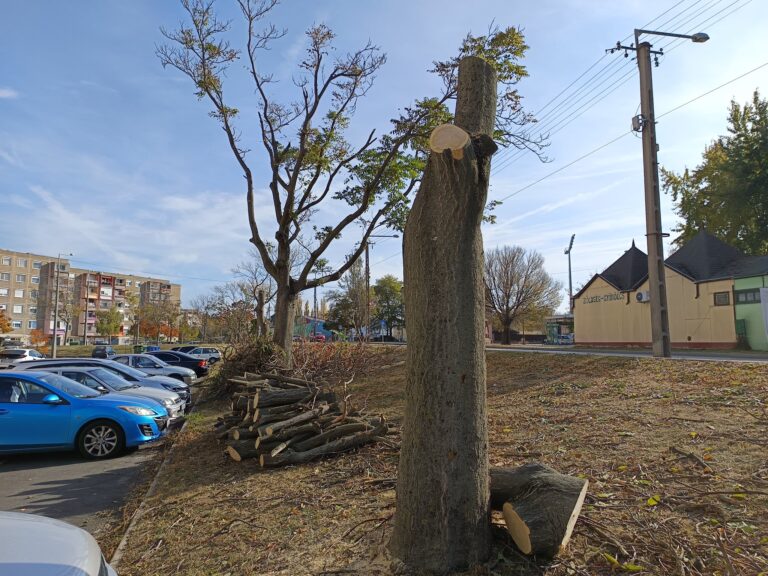 Megújul a Köztársaság úti fasor Dorogon