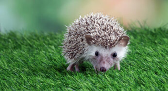 Óvatosan bolygassuk a lombhalmokat, rőzserakásokat – vigyázzunk a sünökre!