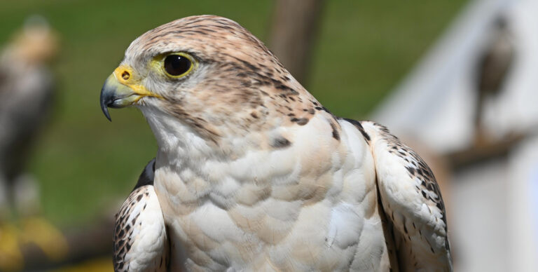 Tovább nőtt a fokozottan védett kerecsensólyom hazai költőállománya