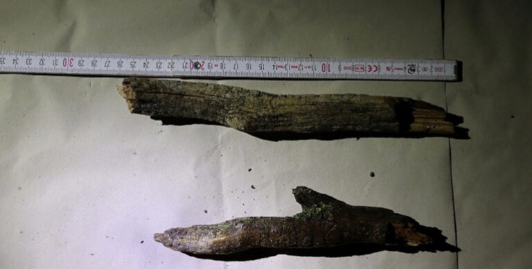 Letartóztatásban a fahusángos rabló