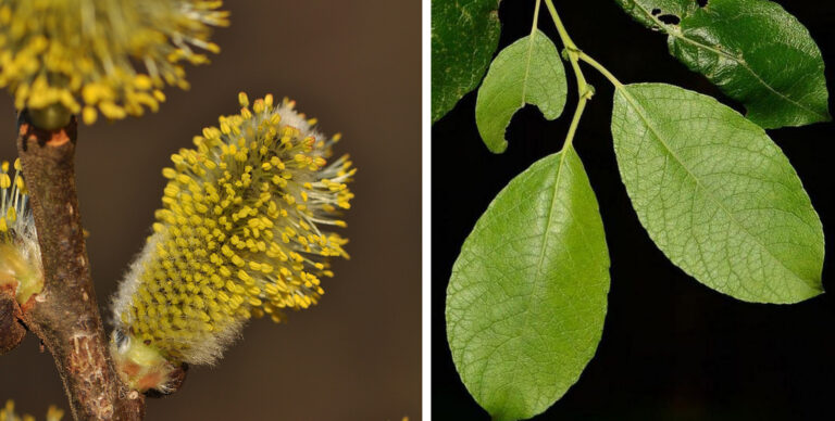 A kecskefűz lett az Év fája 2026-ban