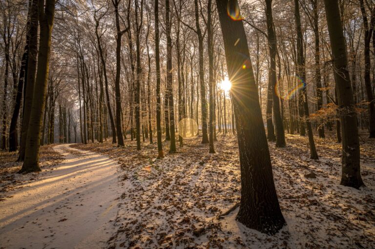 A Pilisi Parkerdő 2025-ös évének eredményei és idei céljai