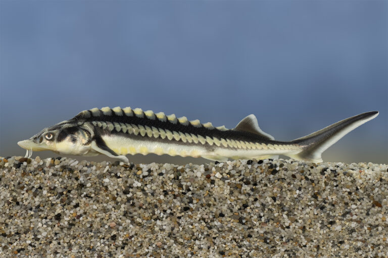 Az év hala a vágótok