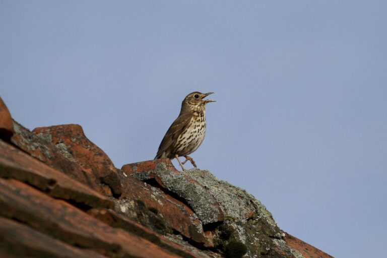 2026 év madara: a „rigóüllőt” használó énekes rigó