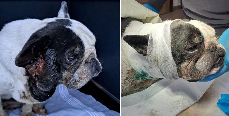 Súlyosan elhanyagolt kutyát mentettek Esztergomban – Vincent gyógyul, de segítségre van szükség