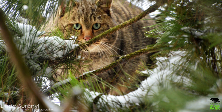 Vadmacskák násza: figyeljünk rájuk a közutakon