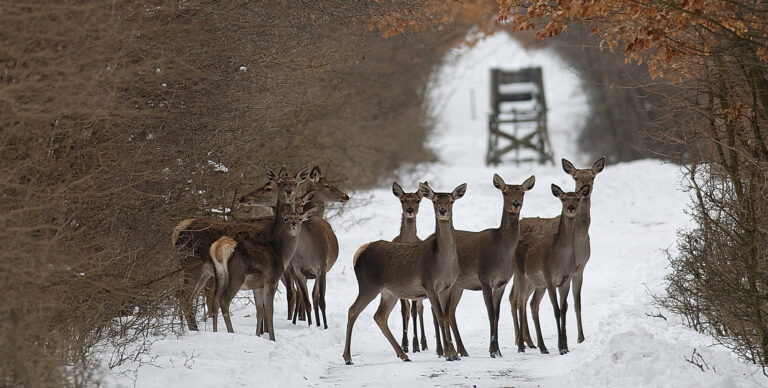 Lezárultak a társas vadászatok a Parkerdő területein Pilisi Parkerdő Zrt.