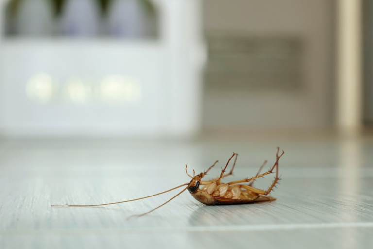 Csótánycsapdák – Teljes útmutató a konyhai csótányok ellen